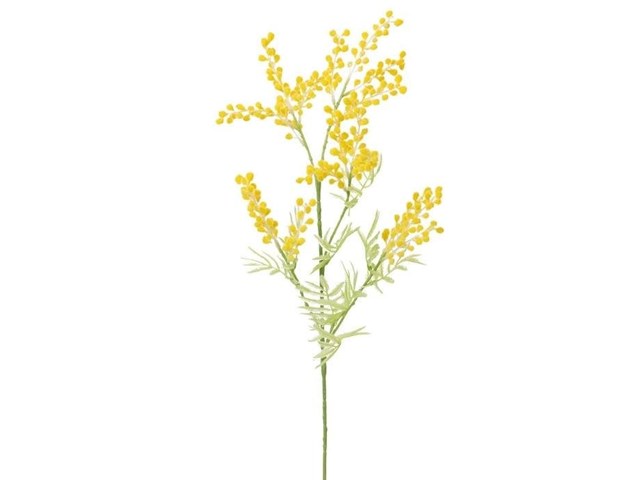 MIMOSA, 75CM