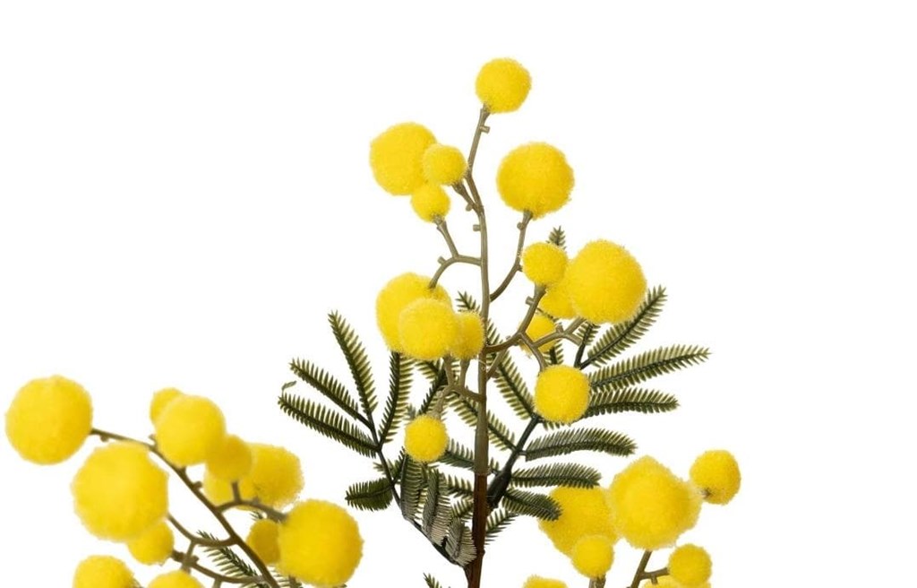 Foto 4 Mimosas, 75cms.