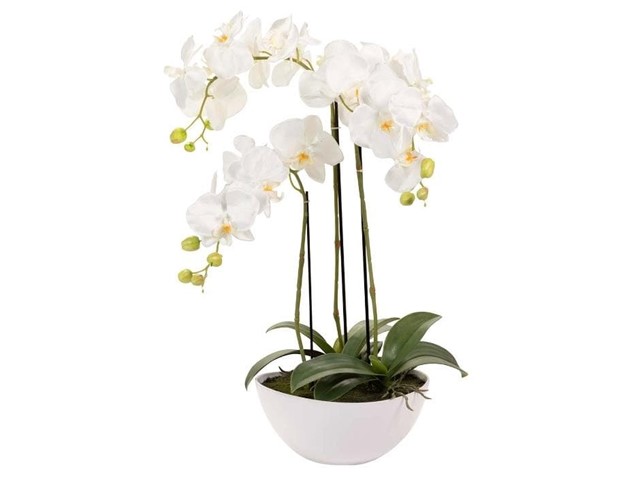 ORQUÍDEA BLANCA, 67cms.