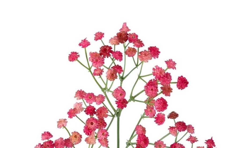Foto 2 RAMA PANICULATA ROSA, 65CM.